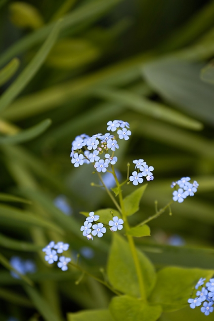 Jardin des Impressionnistes-MAI14-071